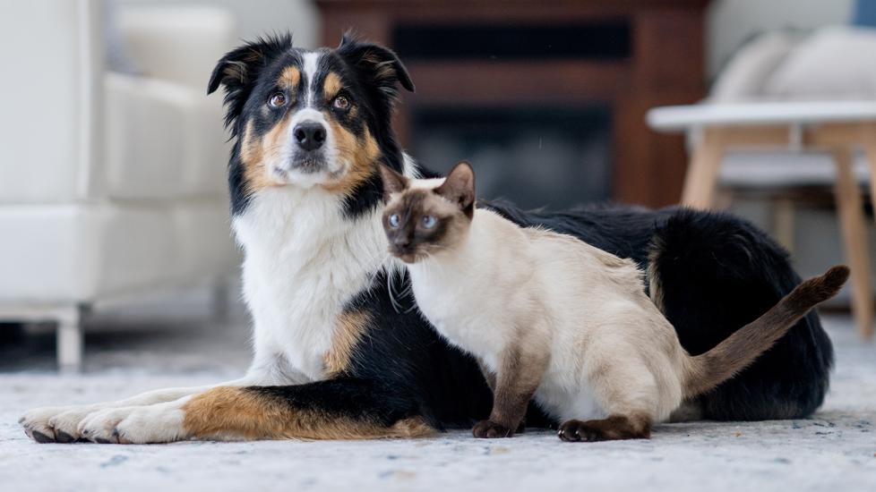 metronidazole for dogs and cats: dog and cat sitting together in living room